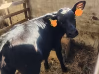 Vaca, Raza Holstein — foto 1