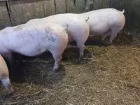 Boar, Крупная белая — photo 8