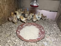 Chickens — foto 2