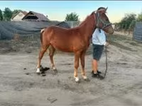 Caballo, Caballos — foto 2