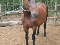 घोड़ी, Hungarian horse breed — फ़ोटो 2
