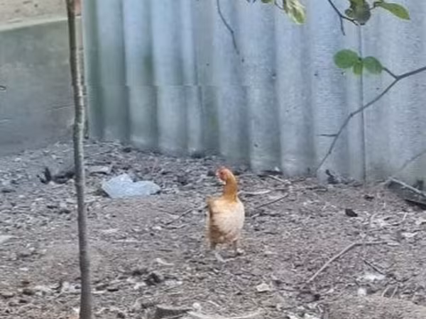 Chickens