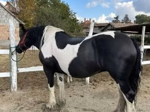 Kanca, Gypsy horse