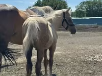 公马, Horses — 照片 4