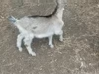 母山羊, Goats — 照片 2