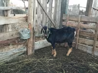 Қошқар, Romanov sheep — 6-сурет