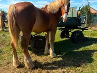 Horse (M), Horses — photo 1