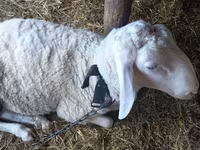 Kos, Awassi sheep — 2. fotó