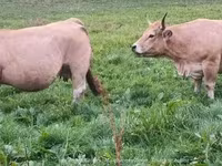 Tehén, Aubrac cattle — 2. fotó