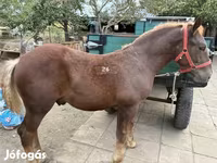 Caballo, Hungarian horse breed — foto 1