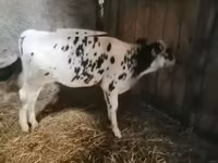 بقرة, الماشية — الصورة 1