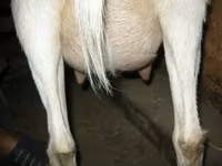 Goat, Goats — photo 4
