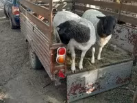 Oveja, Dorper sheep — foto 2