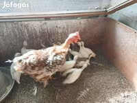 Chickens — الصورة 5