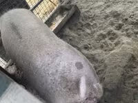 公猪, Pigs — 照片 3