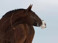 Yegua, Akhal-Teke — foto 3