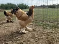 Брама — 7-сурет