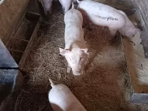 Eber, Schweine — Ungarn