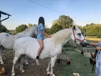 母马, Hungarian horse breed — 照片 1