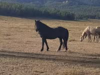 Hing, New Altai Horse — 1. fotó