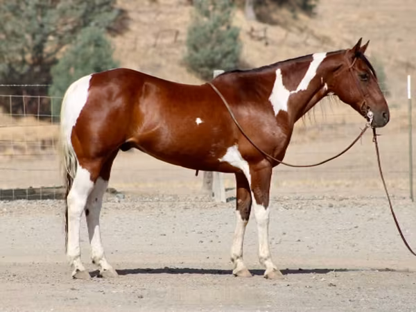 Hing, American paint horse