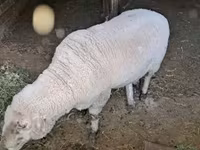 Kos, Merino sheep — 2. fotó