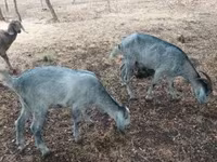 Nőstény kecske, Nubian Goat — 5. fotó