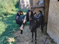 عنزة, Kamori goats — الصورة 3