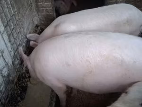 Pigs (batch, sex not specified),  — Hungary