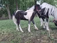 Lovak (tétel, nem megadva), Lovak — 5. fotó