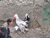 Chickens — 照片 5