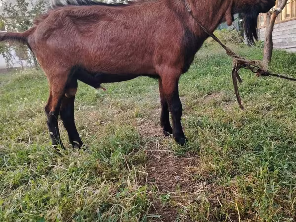 Kecskék (tétel, nem megadva), Kecskék