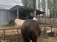 Kůň, Koně — foto 1