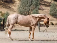 Hengst, Quarter Horse — Foto 6