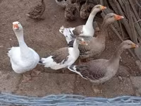 Geese — foto 6