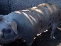 Sow, Pigs — photo 3