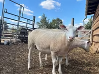 母羊, Sheep — 照片 7