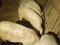 公猪, Pigs — 照片 4