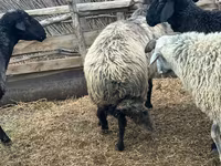 Kos, Karakul sheep — 2. fotó