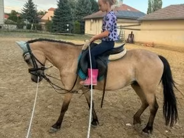 Бие, Жылқылар