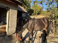 Kanca, Friesian — 2. fotó