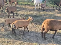 公羊, Cameroon sheep — 照片 1