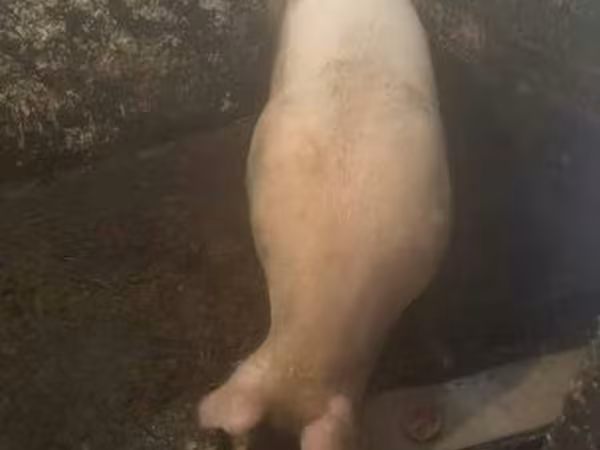 Boar, Pigs — Hungary