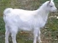 Keçi, Saanen goat — foto 1