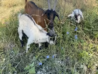 عنزة, Czech Brown Shorthaired goats — الصورة 1