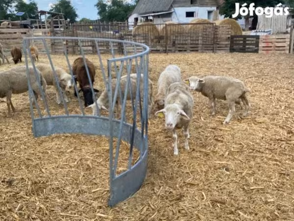 Oveja, White Suffolk sheep — Hungría