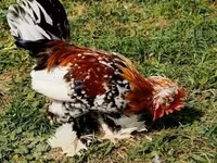 Chickens — zdjęcie 1