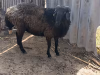 Kos, Karakul sheep — 1. fotó