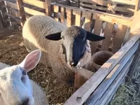 公羊, White Suffolk sheep — 照片 1