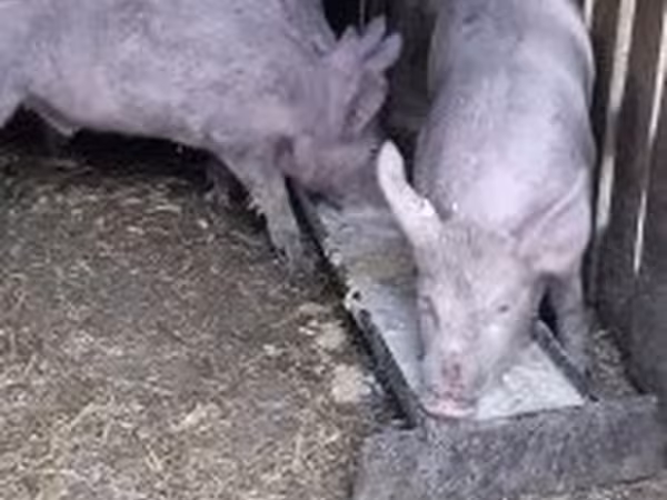 Eber, Крупная белая